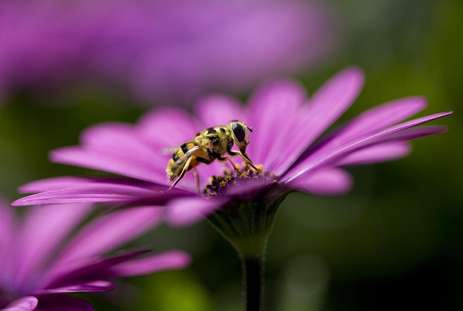 Beauty and the Beast.jpg